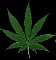 Cannabis