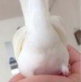★car★