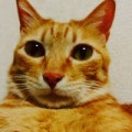 トラ助