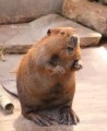 きき