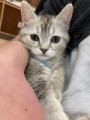 シロ