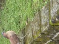 ふたば