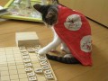 たくはし