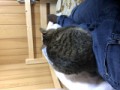 けーこー