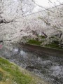 希たん
