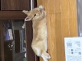ミッキーさん