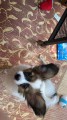 あらたく