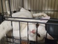 クルミ