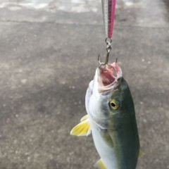 おきあみ
