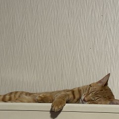 くま