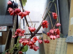 まゆみ　ちゃん