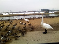 さち子さん　白鳥です。