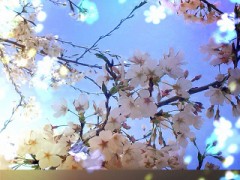 【お題日記】花見