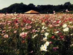 【お題日記】自分の体は好き？