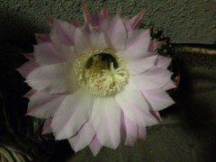 【お題日記】普段気をつけてる健康食品は？