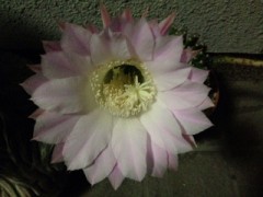 台風が来そう、七夕