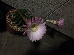 【お題日記】距離感ってどうやって、はかってるの？