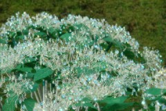 【お題日記】紫陽花がきれいに見れるスポット