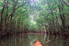 夏休みの写真 4発目 マングローブの森(西表島)