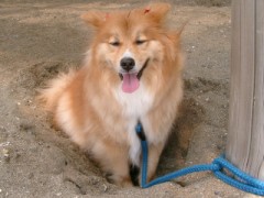 砂浜犬２