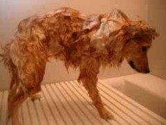 されど・・・犬♪