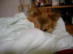 はいはい・・・犬ですよ・・・