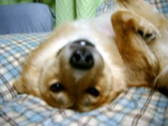 そうだ・・・！犬だ！