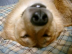 犬が居るさ・・・