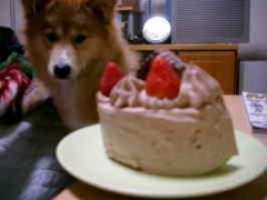 どうせ・・・犬さ・・・