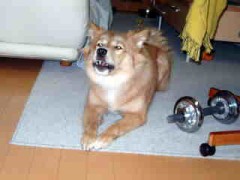 いやいや・・・犬だよ・・・