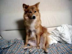 むしろ・・・犬