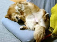 されど・・・犬