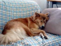 なるほど・・・犬じゃん