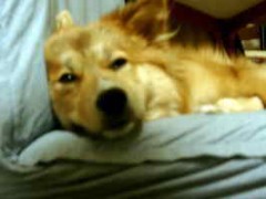 疲れたけど・・・犬