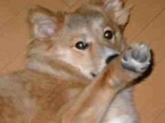 今月は犬で制覇！