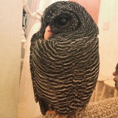 フクロウちゃん♪