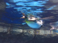 【お題日記】今とにかく欲しい物