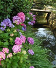 あじさい--残念