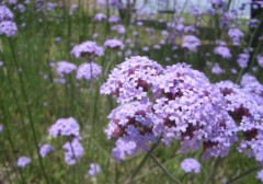 ガーデンパーク