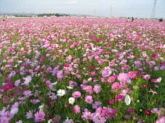 迷惑メール　その２