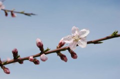 さくら　もうチョイか。。
