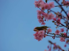 もう桜が・・