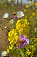 今は冬・・・　のはず