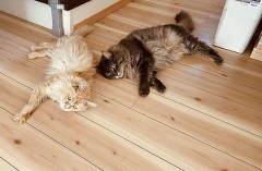 【お題日記】道端の猫に話しかける？