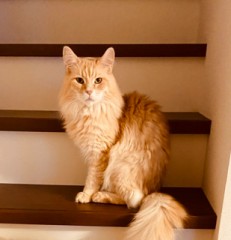 ありがとう。 さようなら。&#129402;