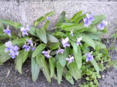 タイトル・・・なんにしよう？？