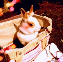うさんぽ♪