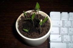 ハバネロ(３４日目)