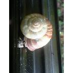 エスカルゴ(和風)？