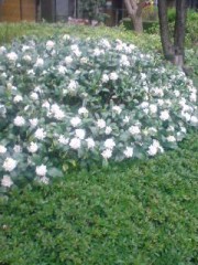 ヒトを惹きつけるチカラ